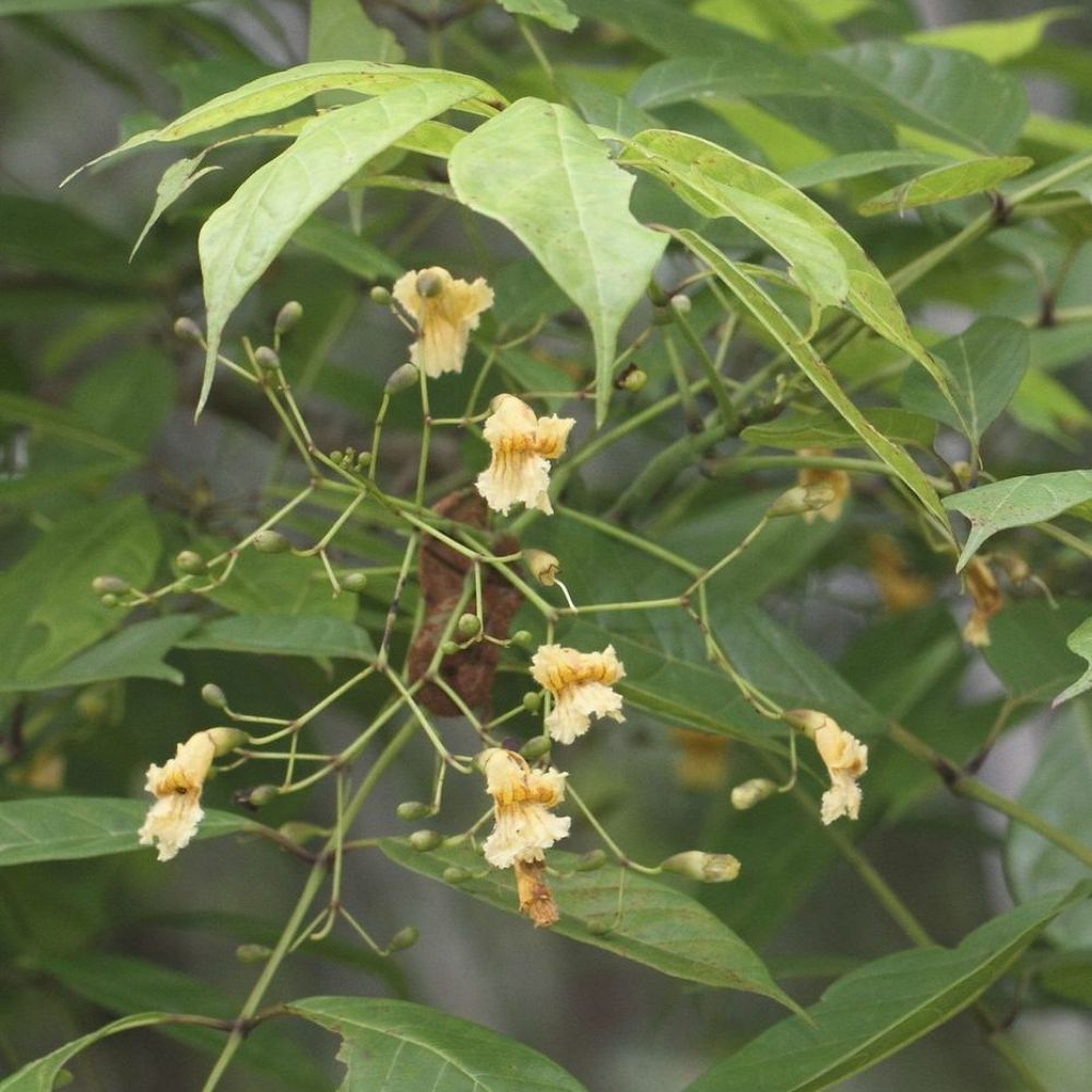 5 Stereospermum Tetragonum Yellow Snake Tree Seeds For Planting | www.seedsplantworld.com