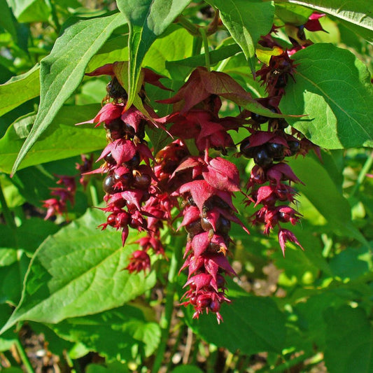 5 Leycesteria Formosa Unique Shrub Seeds For Planting | www.seedsplantworld.com