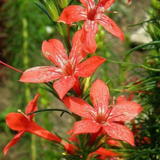 10 Ipomopsis Rubra Standing Cypress • Red Flowers Seeds For Planting | www.seedsplantworld.com