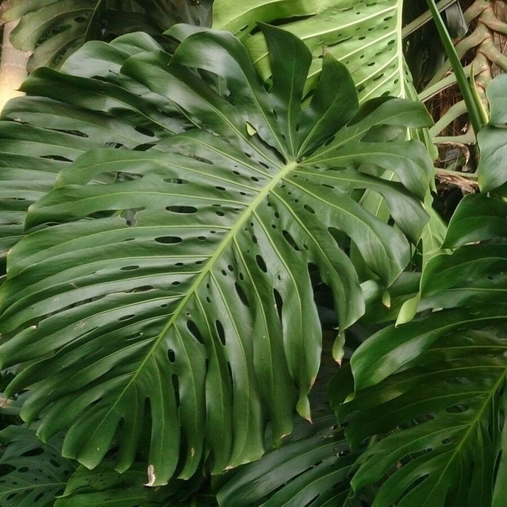 5 Monstera Deliciosa Swiss Cheese Plant Seeds For Planting | www.seedsplantworld.com