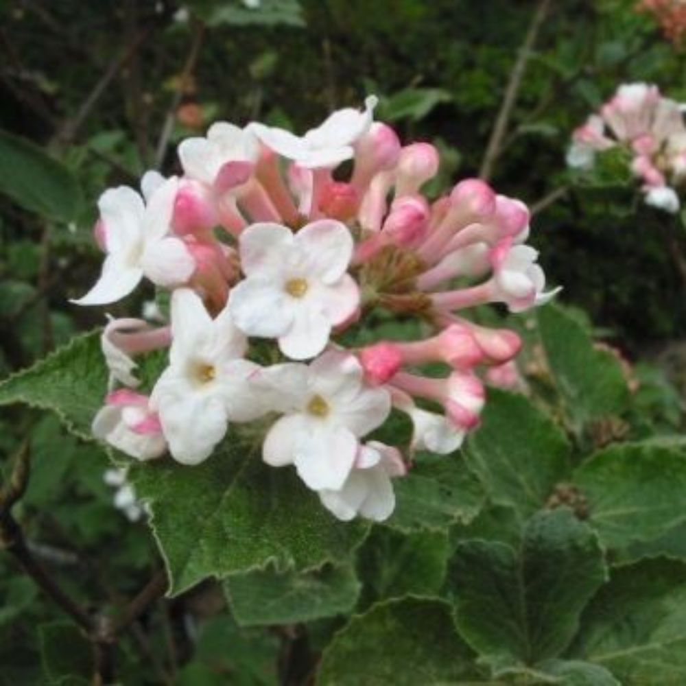 10 Viburnum Carlesii Koreanspice Fragrant Blooms Seeds For Planting | www.seedsplantworld.com