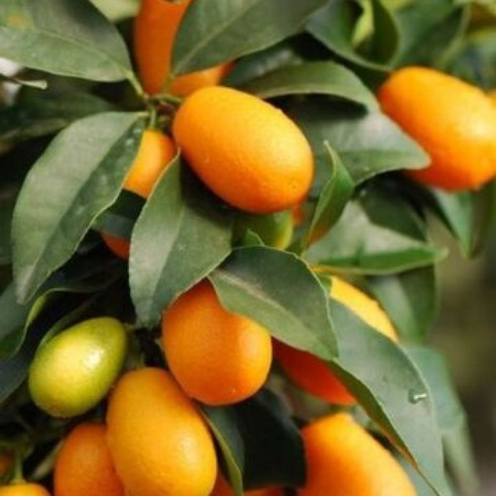 5 Fortunella Crassifolia Meiwa Meiwa Sweet Kumquat Tree Seeds For Planting | www.seedsplantworld.com