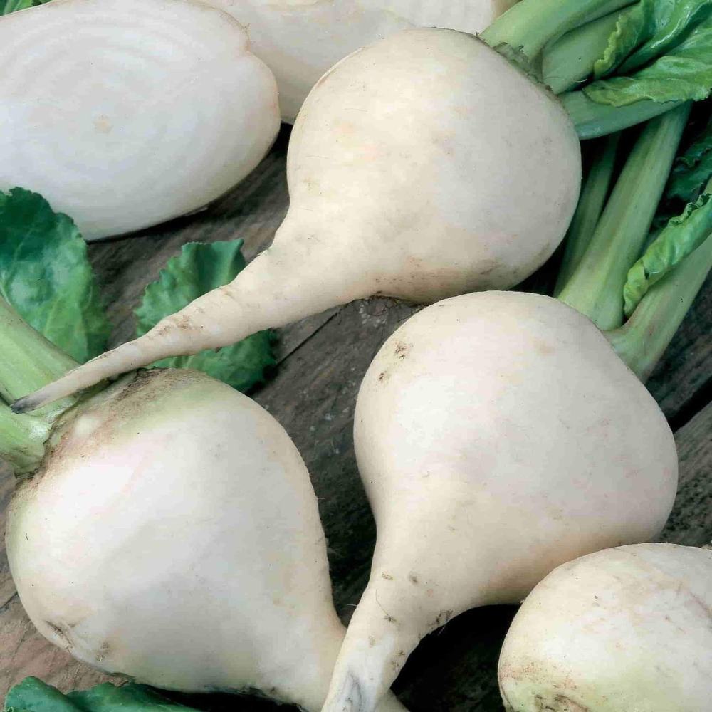 30 White Albino Beet Holland Heirloom NON-GMO Vegetable Seeds | www.seedsplantworld.com