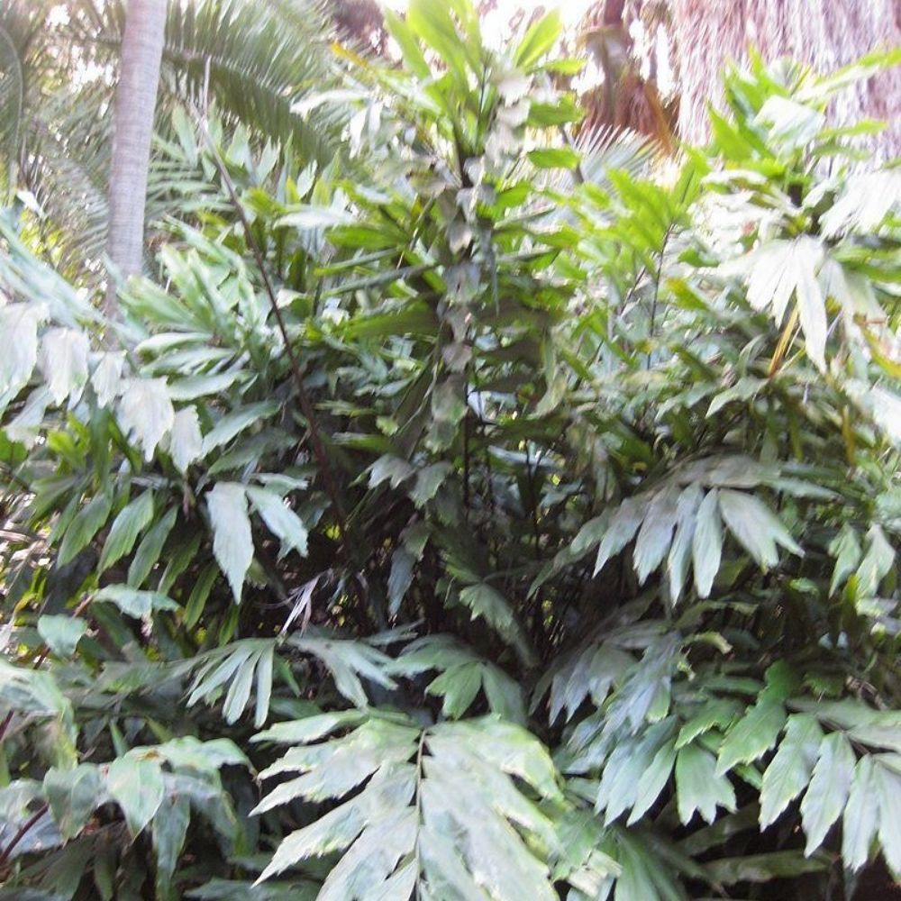 5 Wallichia Oblongifolia Dwarf Wallichs Himalayan Palm Seeds For Planting | www.seedsplantworld.com