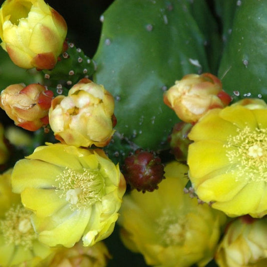 1 Opuntia Monacantha Prickly Pear Cactus Pad For Planting | www.seedsplantworld.com