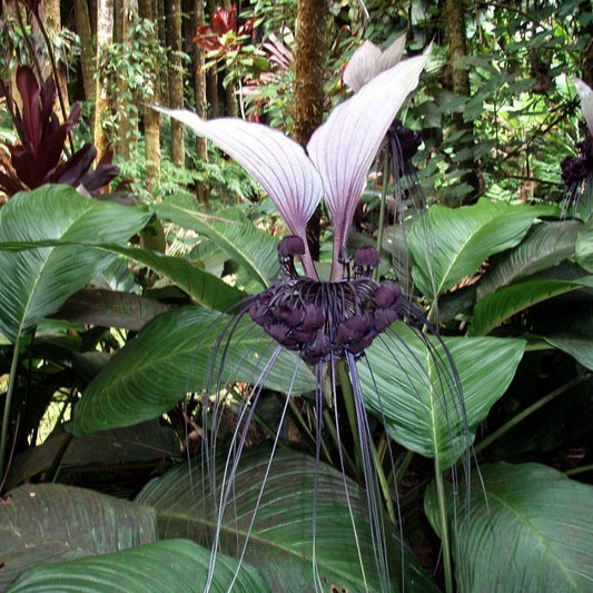 5 Tacca Integrifolia White Bat Flower Unusual White And Black Flowers Seeds For Planting | www.seedsplantworld.com