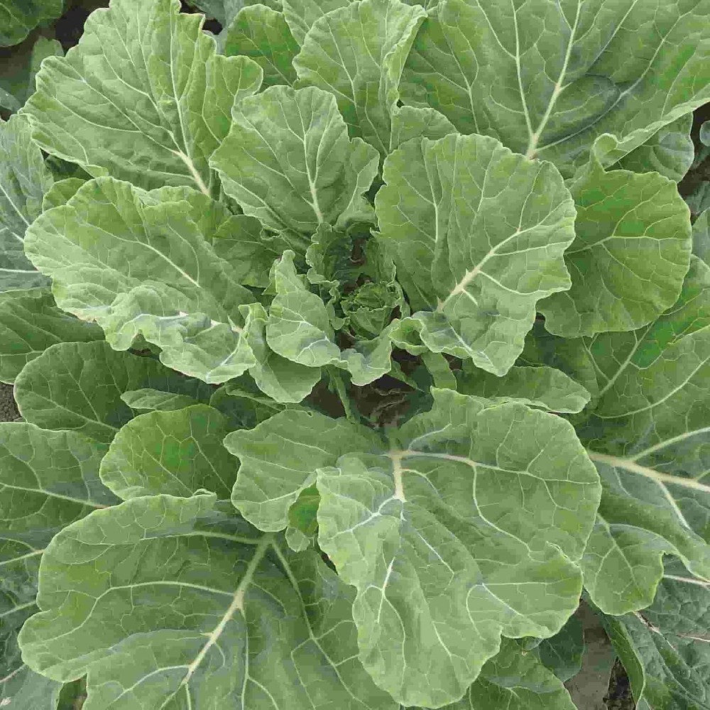 250 Georgia Southern Collard NON-GMO Creole Vegetable Seeds | www.seedsplantworld.com