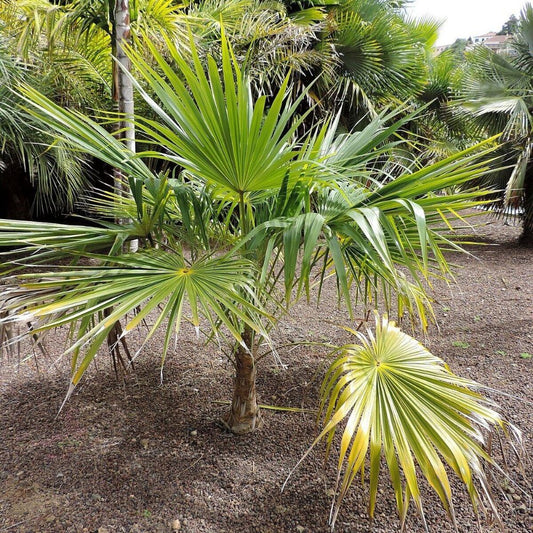 5 Coccothrinax Barbadensis Barbados Thatch Palm Seeds For Planting | www.seedsplantworld.com