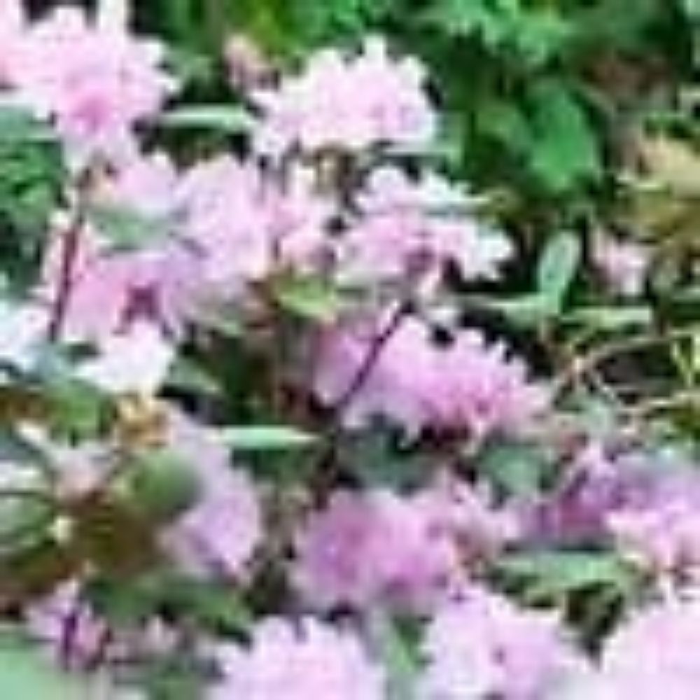 10 Rhododendron Carolinianum Rosebay Rhododendron Seeds For Planting | www.seedsplantworld.com