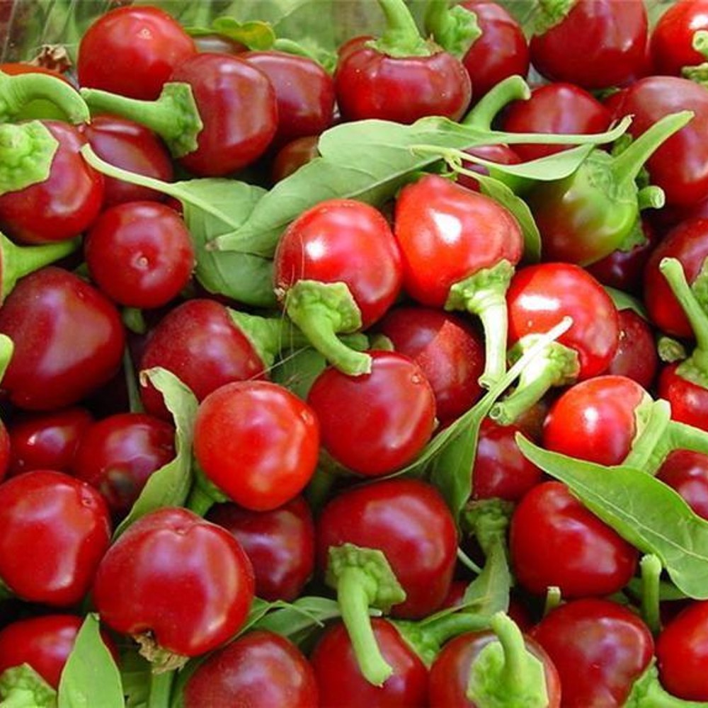 100 Red Cherry Hot Pepper Pimenta NON-GMO Heirloom Vegetable Seeds | www.seedsplantworld.com