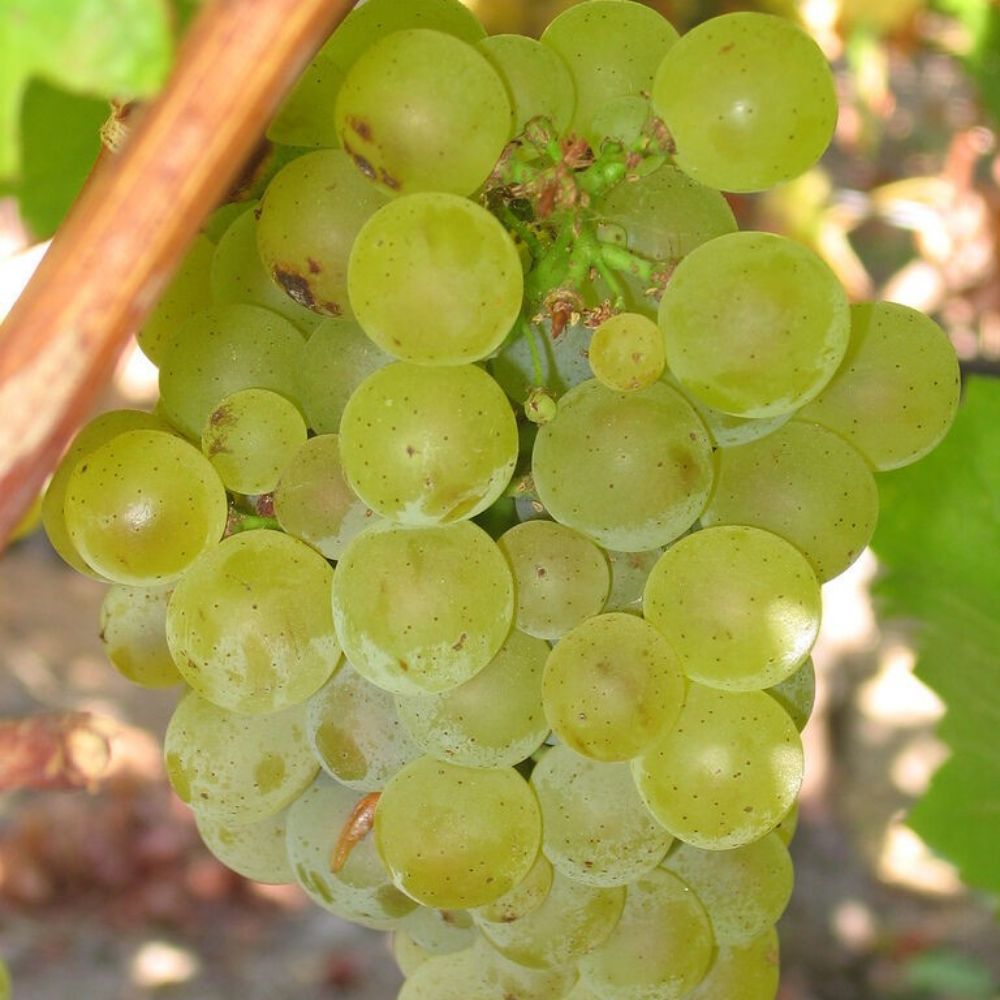 5 Vitis Vinifera Chardonnay Wine Grape Seeds For Planting | www.seedsplantworld.com