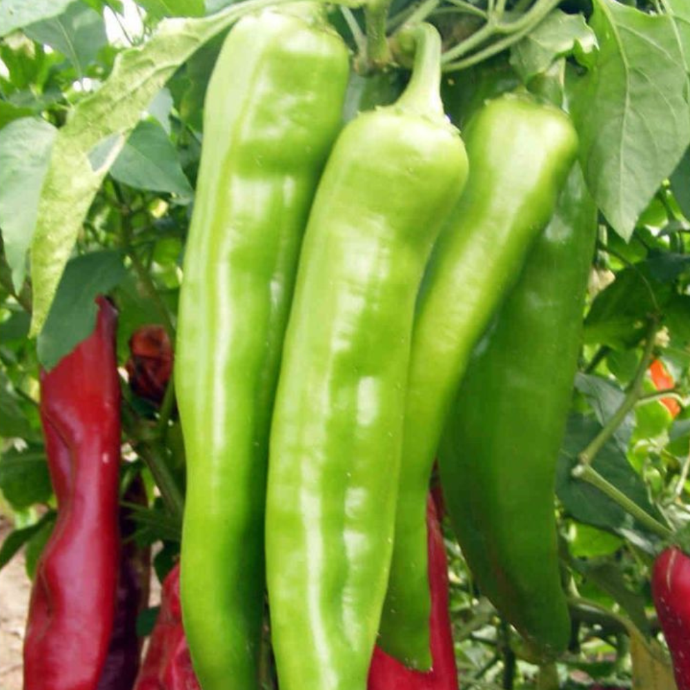 100 New Mexico Big Jim Chili Pepper NuMex Hatch Ristra Vegetable Seeds | www.seedsplantworld.com