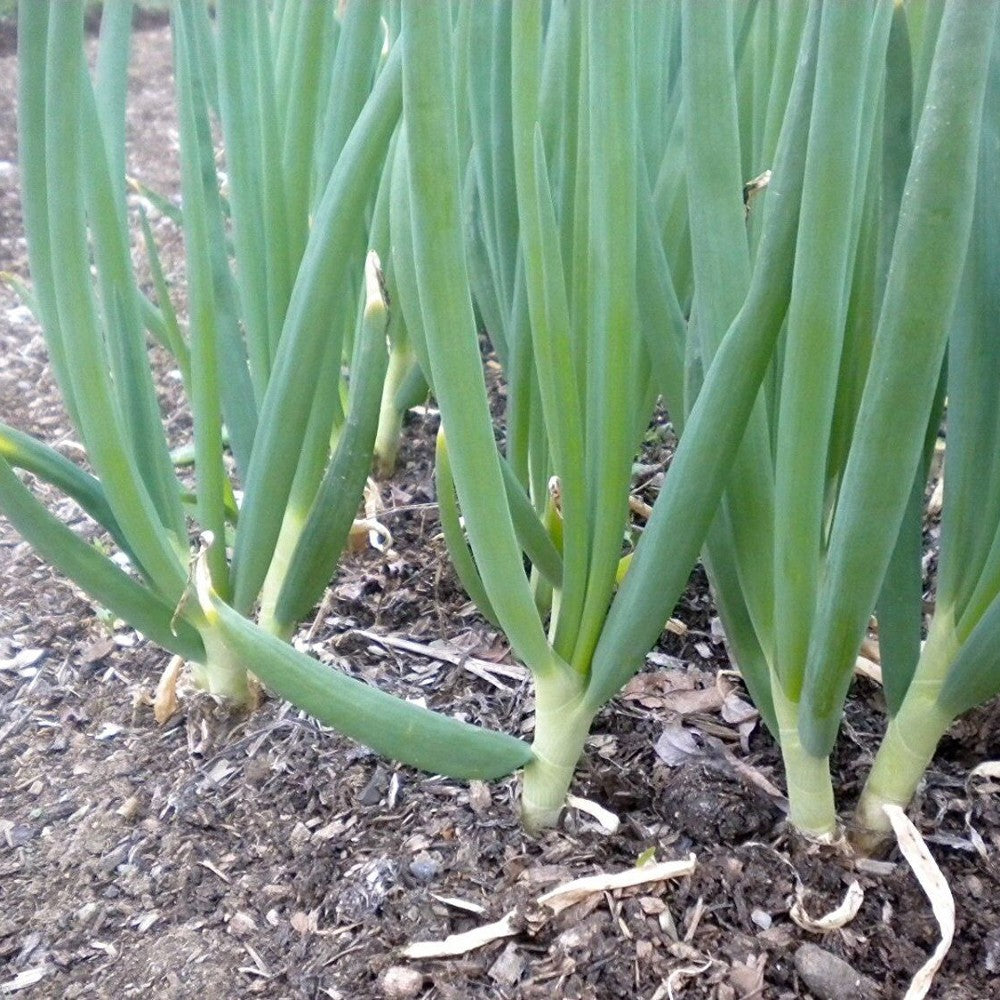 250 Evergreen White Bunching Onion Scallions NON-GMO Heirlom Vegetable Seeds | www.seedsplantworld.com