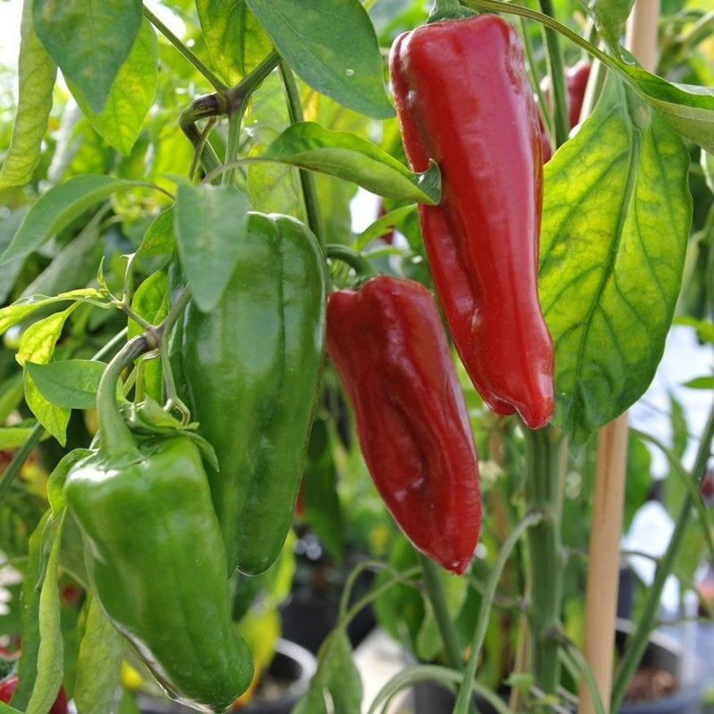 100 Sweet Marconi Rosso Pepper Italian Pepper NON-GMO Vegetable Seeds | www.seedsplantworld.com