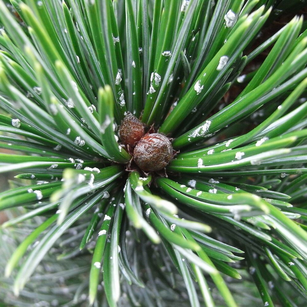 5 Pinus Aristata Bristlecone Pine Tree Seeds For Planting | www.seedsplantworld.com