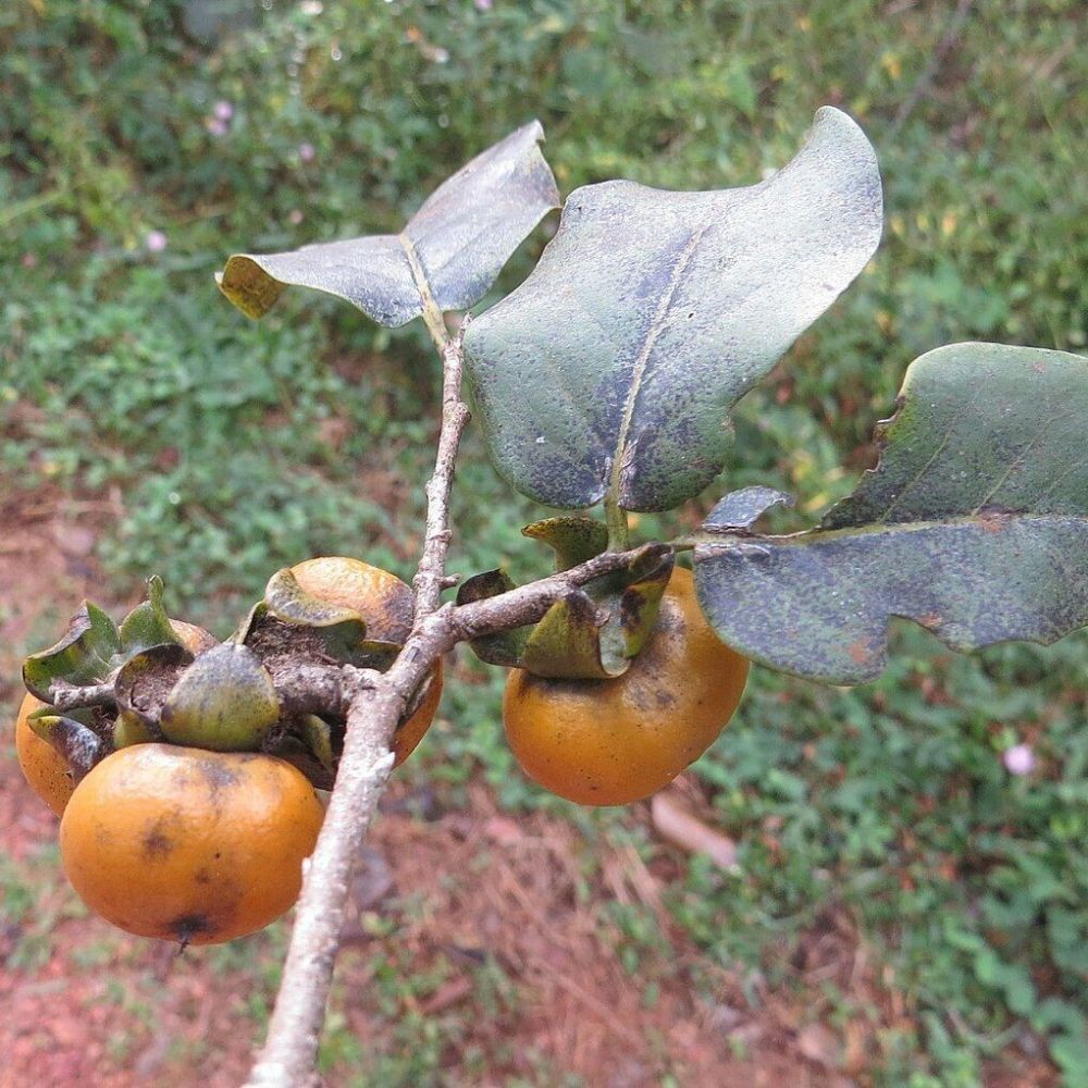 5 Diospyros Montana Bombay Ebony Tree Seeds For Planting | www.seedsplantworld.com