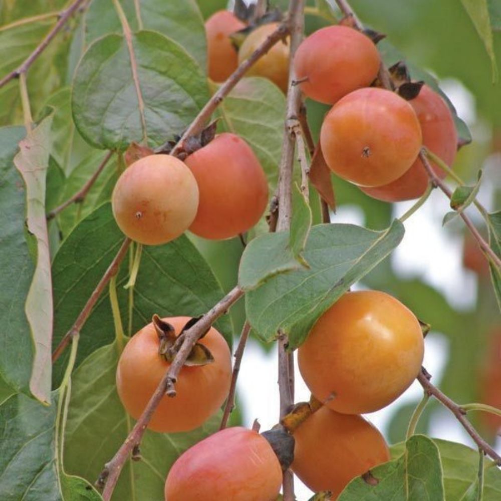 5 Diospyros Virginiana American Persimmon Tree Seeds For Planting | www.seedsplantworld.com