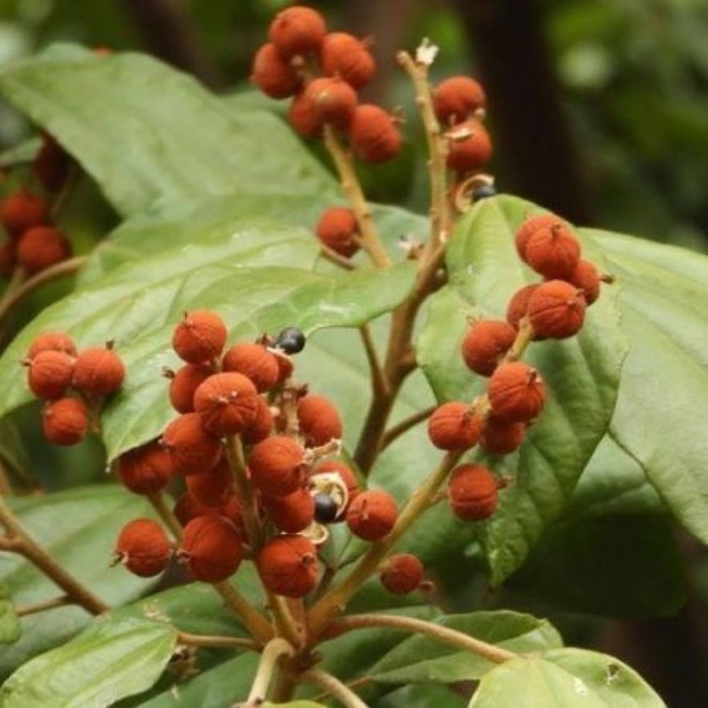 5 Mallotus Philippensis Red Kamala Tree Seeds For Planting | www.seedsplantworld.com