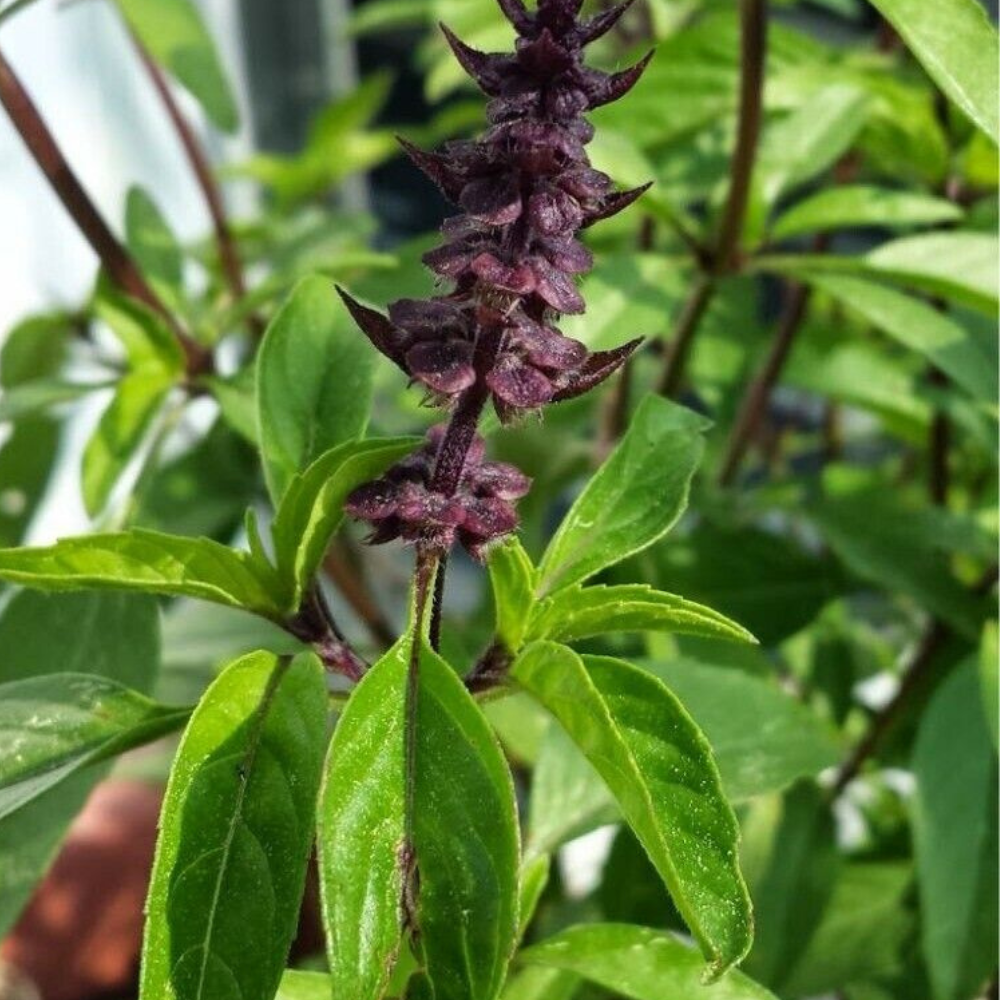 250 Licorice Basil Herb Thai Basil NON-GMO Herb Seeds | www.seedsplantworld.com