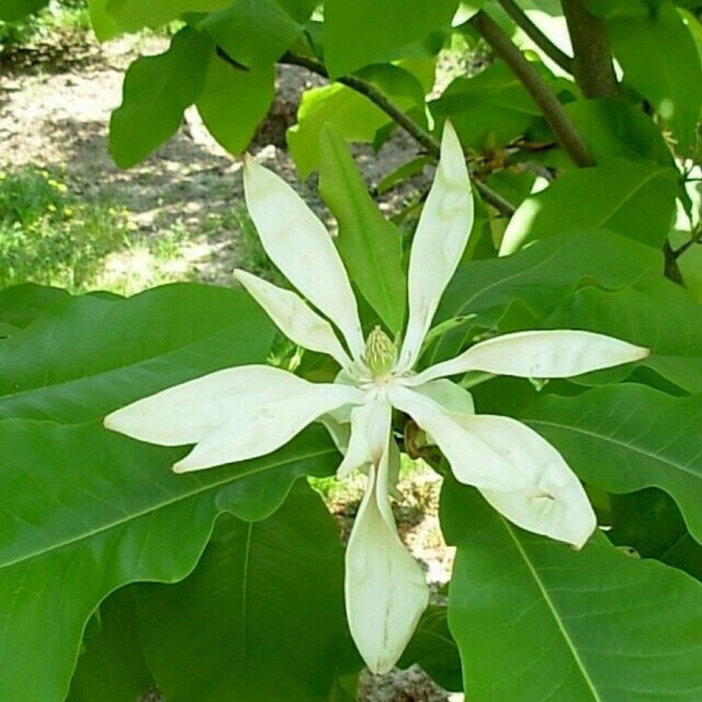 5 Magnolia Tripetala Umbrella Magnolia Tree Seeds For Planting | www.seedsplantworld.com