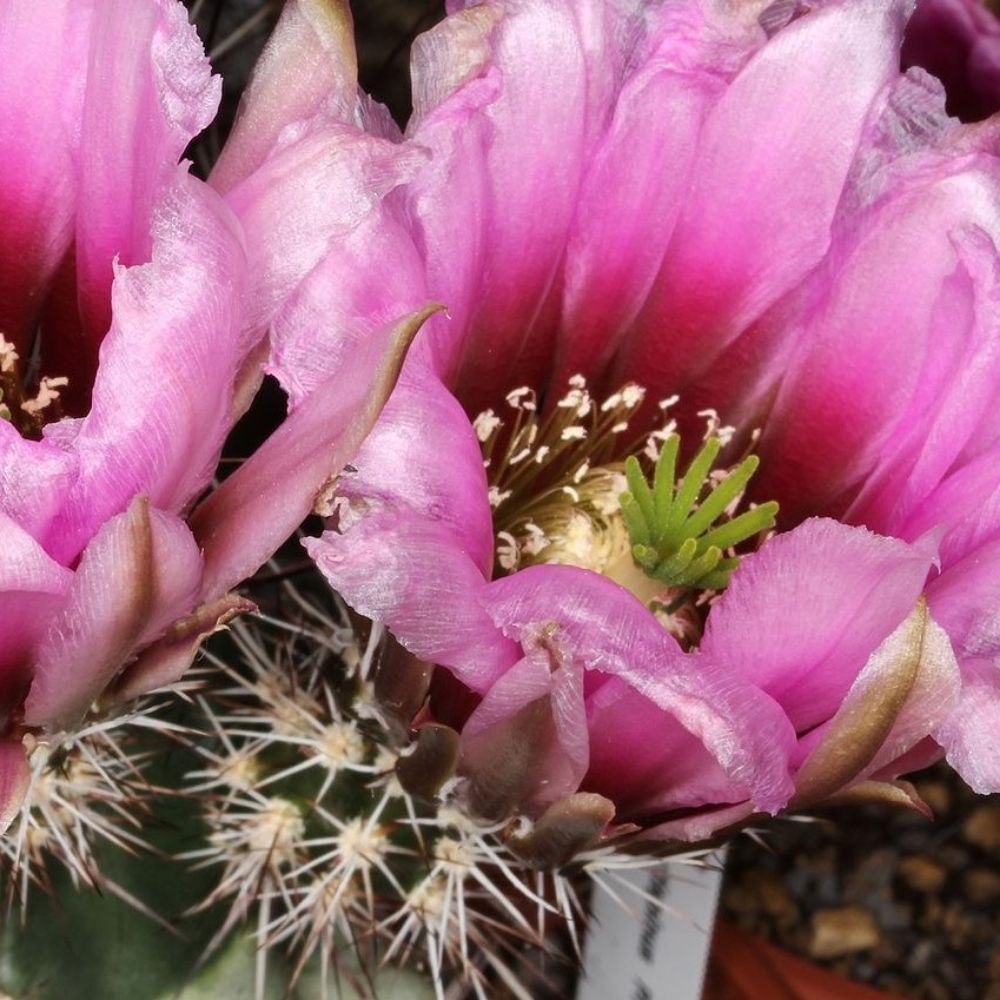 10 Echinocereus Fendleri Rectispina Hardy Hedgehog Cactus Seeds For Planting | www.seedsplantworld.com