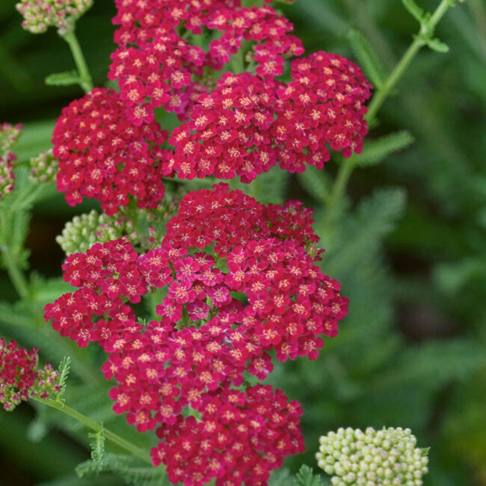 3500 Red Yarrow Seeds Rubra Easy Grow Perennial Herb Butterflies Flower Seeds | www.seedsplantworld.com