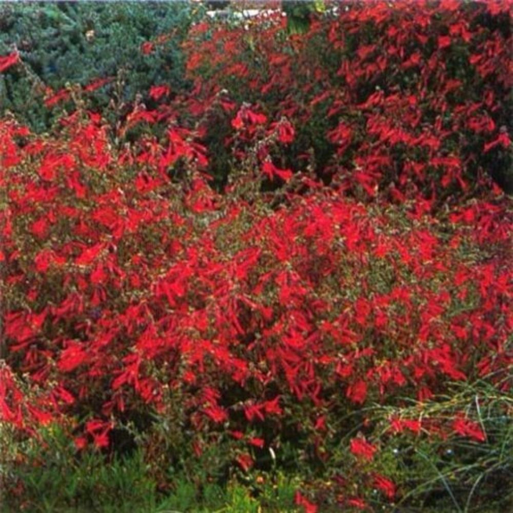 5 Zauschneria Garrettii Hardy Perennial Seeds For Planting | www.seedsplantworld.com