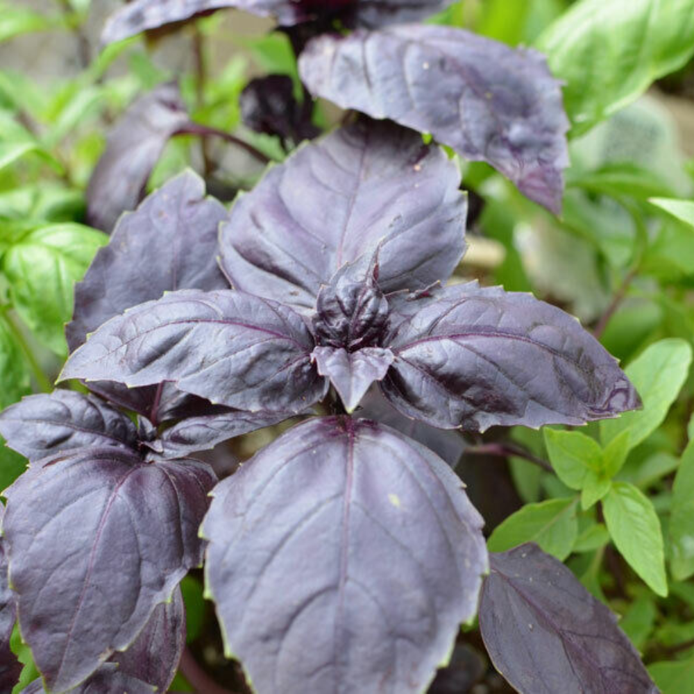 250 Red Rubin Basil Dark Opal Improved NON-GMO Herb Seeds | www.seedsplantworld.com