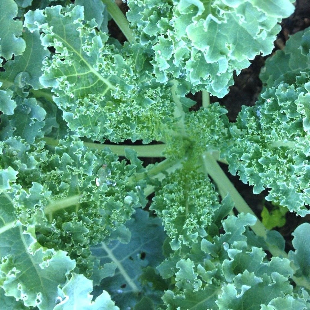 250 Dwarf Blue Curled Scotch Kale NON-GMO Blue Vates Vegetable Seeds | www.seedsplantworld.com