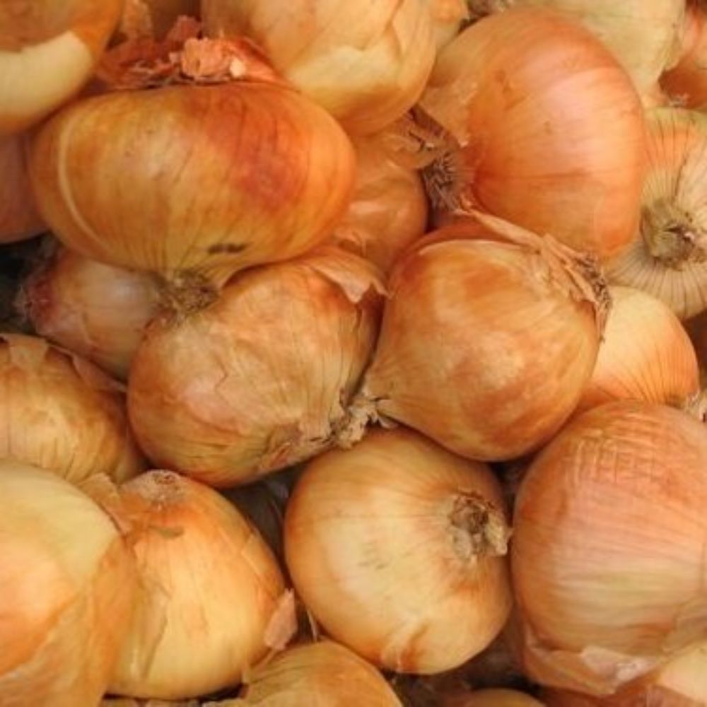 20 Allium Granex Vidalia Onion Maui Sweet Seeds For Planting | www.seedsplantworld.com