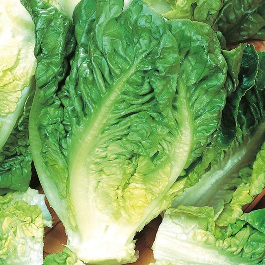 500 Little Gem Butterhead Lettuce Tortoise Food Cultivar NON-GMO Vegetable Seeds | www.seedsplantworld.com