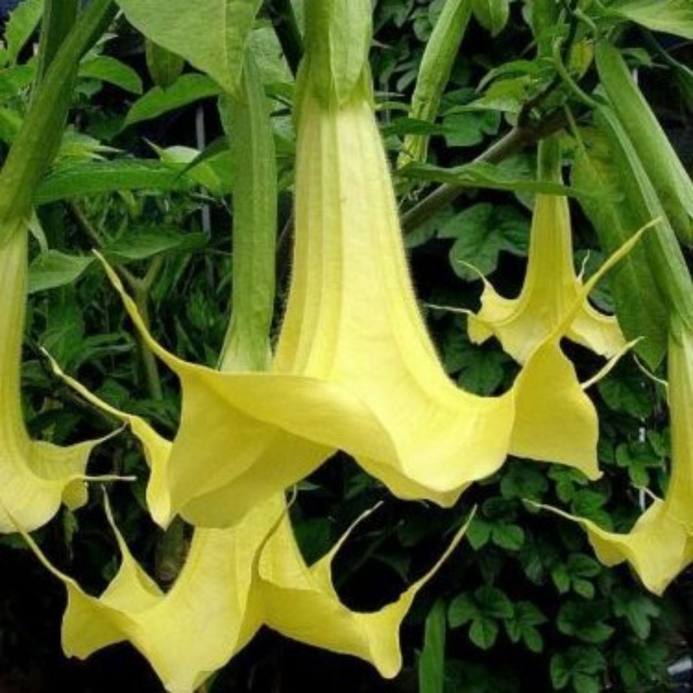 5 Brugmansia Suaveolens Yellow Angels Trumpet Seeds For Planting | www.seedsplantworld.com