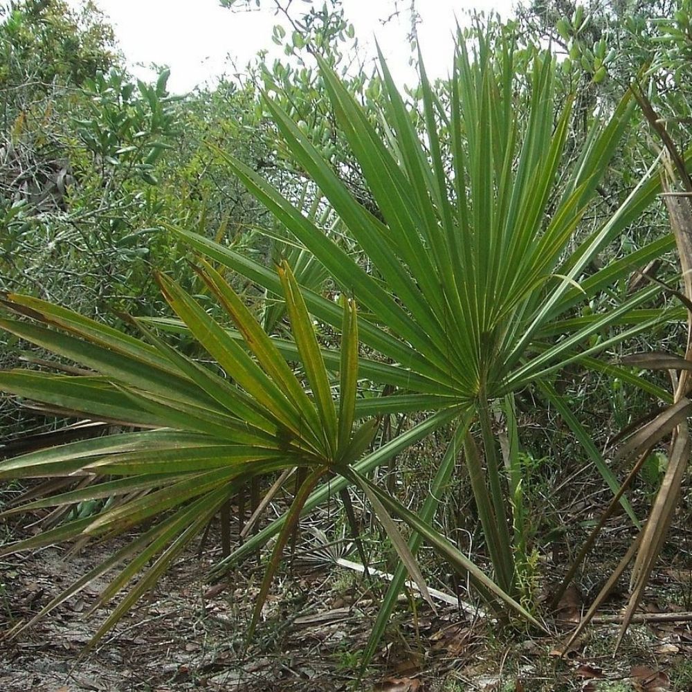 5 Sabal Etonia Scrub Palmetto Seeds For Planting | www.seedsplantworld.com