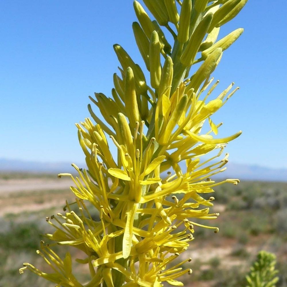 5 Stanleya Pinnata Prince's Plume Perennial Seeds For Planting | www.seedsplantworld.com