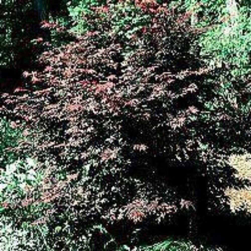 5 Acer Palmatum Bloodgood Redjapanese Maple Seeds For Planting | www.seedsplantworld.com