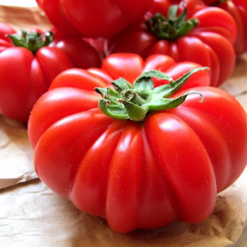 125 Costoluto Genovese Tomato Italian Ribbed NON-GMO Vegetable Seeds | www.seedsplantworld.com