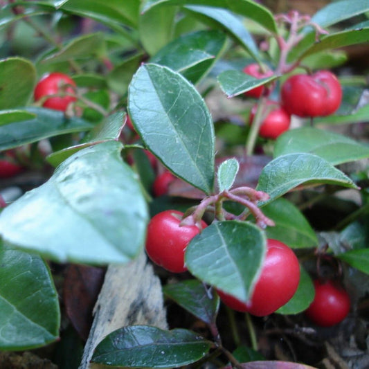 5 Gaultheria Procumbens Teaberry Edible Fruit Seeds For Planting | www.seedsplantworld.com