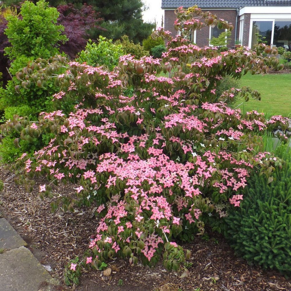 5 Cornus Kousa Rubra Red Chinese Dogwood Seeds For Planting | www.seedsplantworld.com