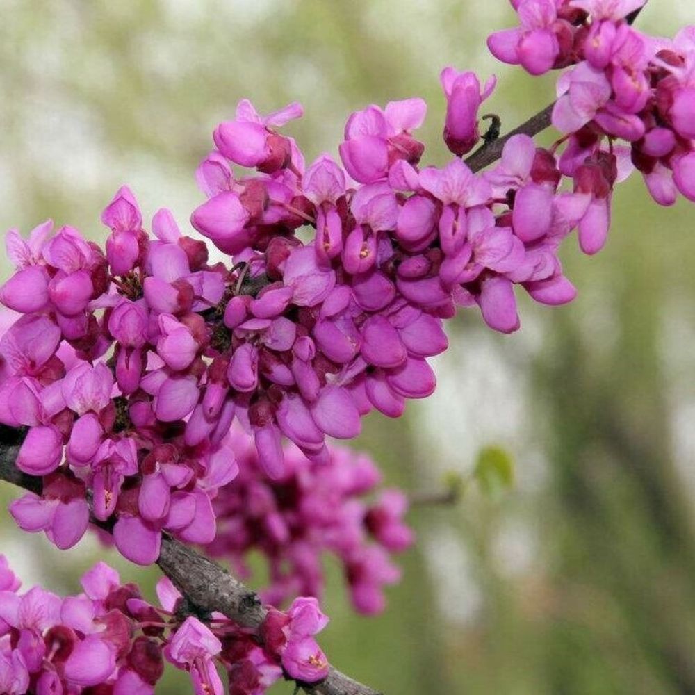 10 Cercis Gigantea Giant Redbud Tree Seeds For Planting | www.seedsplantworld.com