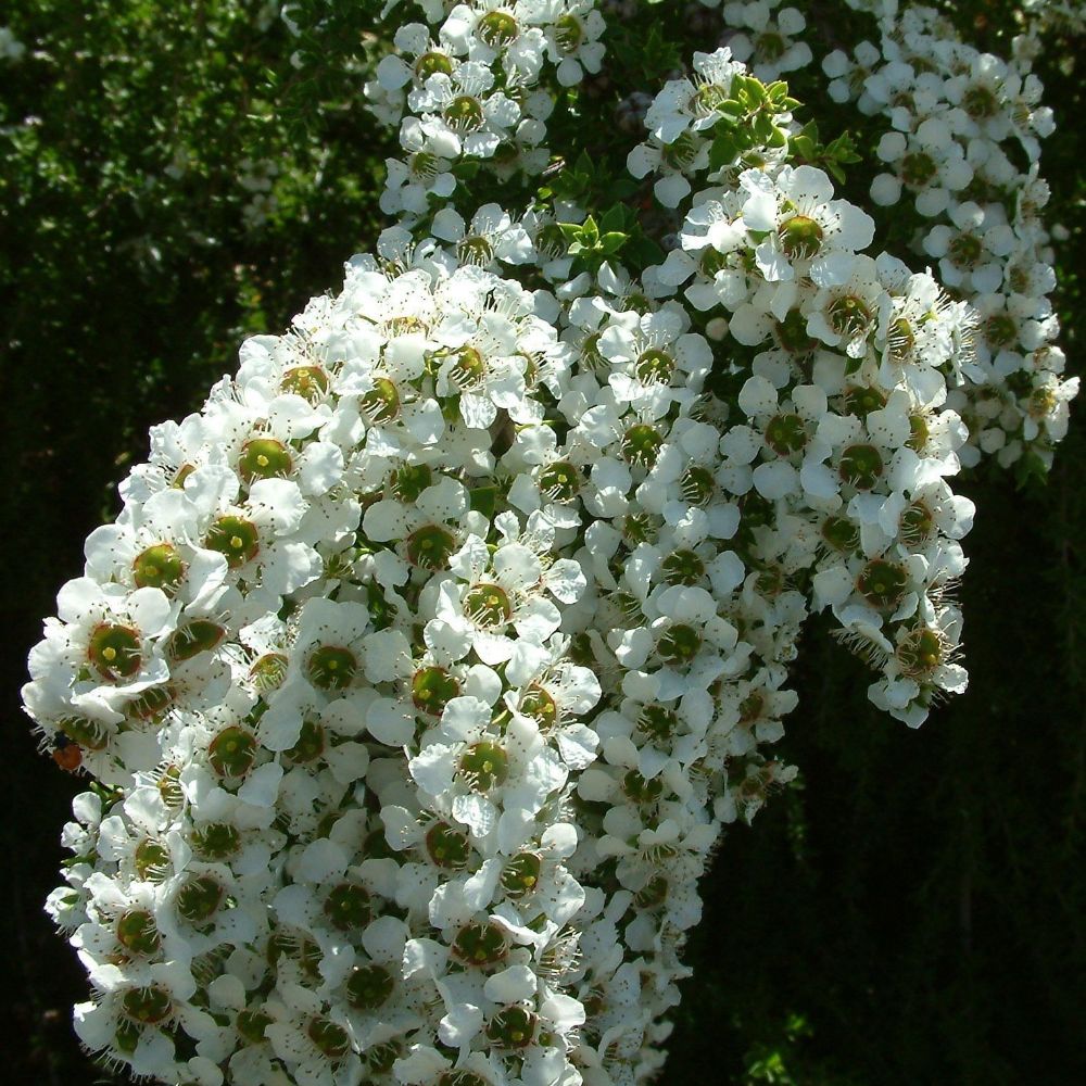 10 Leptospermum Laeviagatum Coast Tea Tree Seeds For Planting | www.seedsplantworld.com