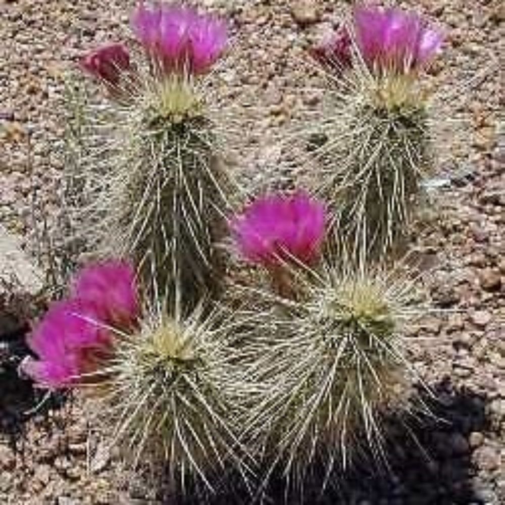 10 Echinocereus Engelmannii Variegatus Hardy Cactus Seeds For Planting | www.seedsplantworld.com