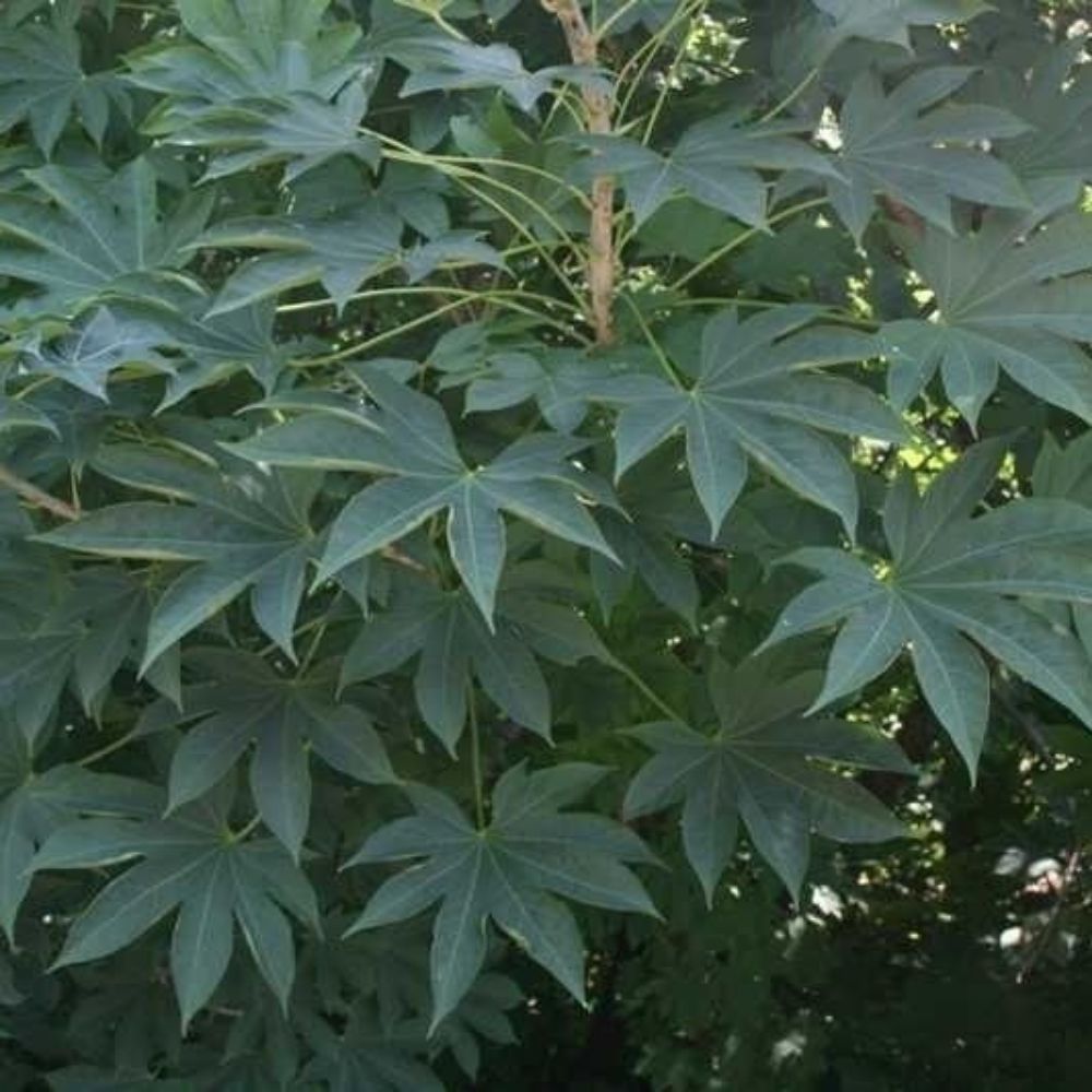 5 Kalopanax Septemlobus Aralia Tree Seeds For Planting | www.seedsplantworld.com