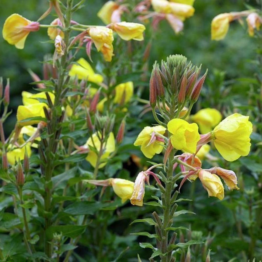 10 Oenothera Biennis Evening Primrose Seeds For Planting | www.seedsplantworld.com