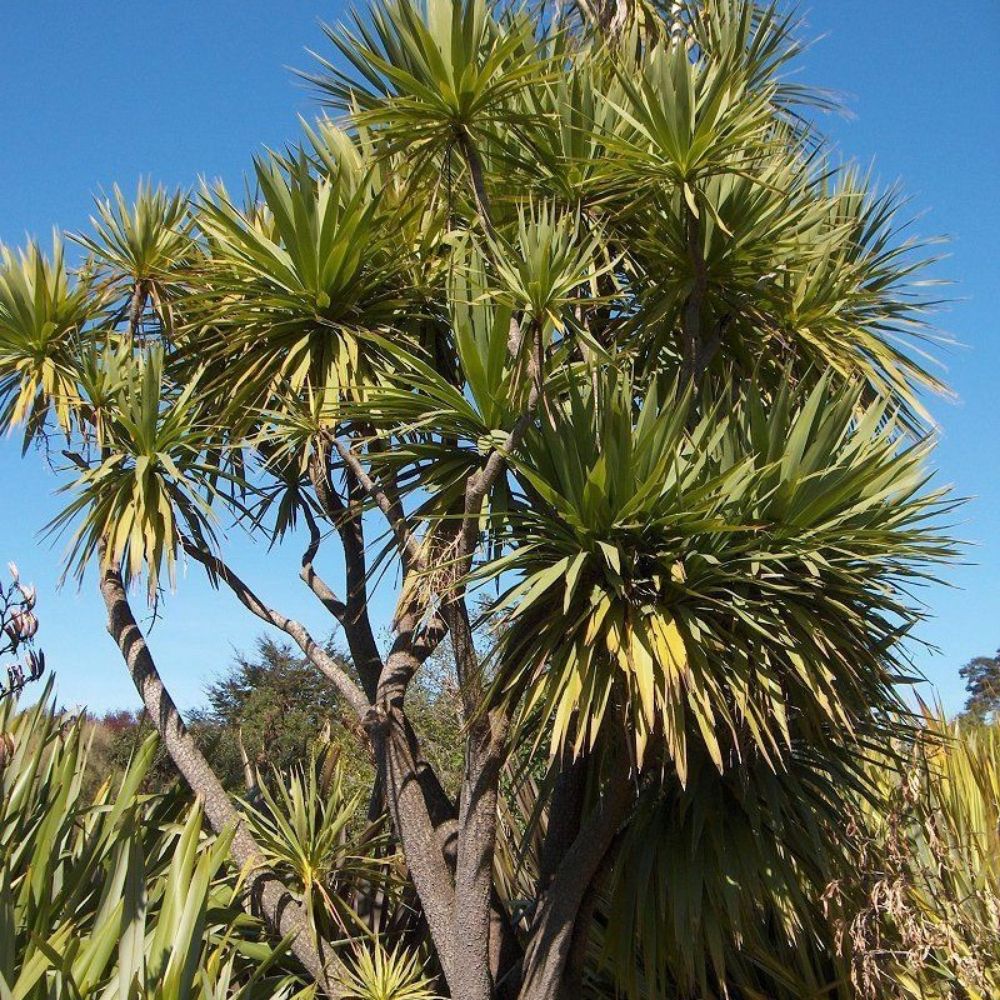 5 Cordyline Australis Cabbage Tree Seeds For Planting | www.seedsplantworld.com