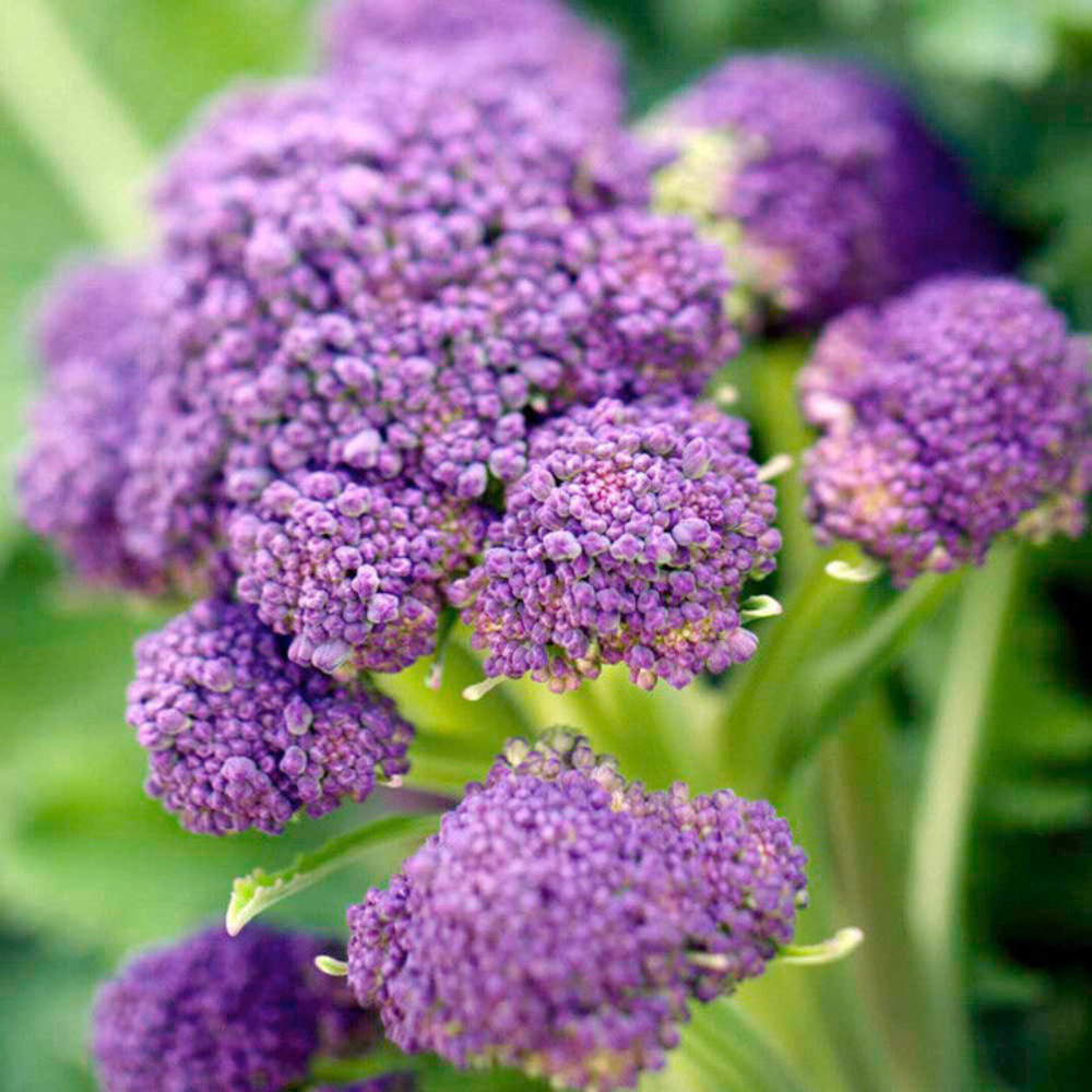 250 Purple Sprouting Broccoli NON-GMO Heirloom Vegetable Seeds | www.seedsplantworld.com