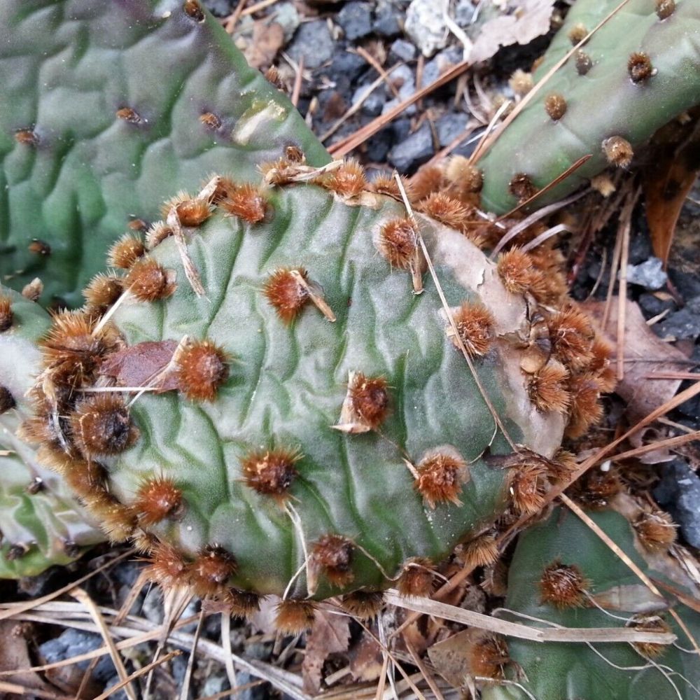 1 Opuntia Sanguinicola Prickly Pear Cactus Pad For Planting | www.seedsplantworld.com