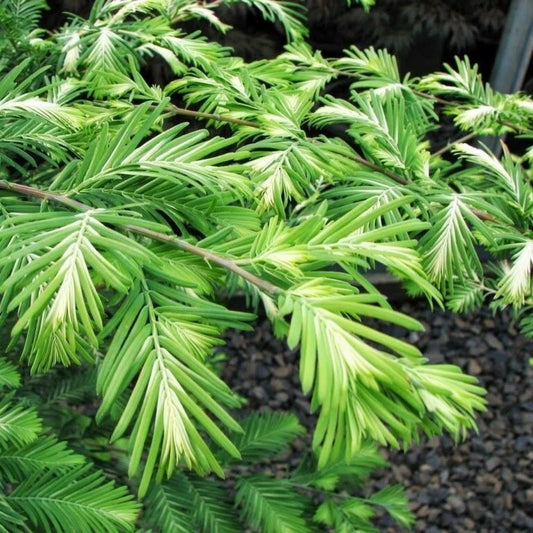 10 Metasequoia Jack Frost Variegated Dawn Redwood Seeds For Planting | www.seedsplantworld.com