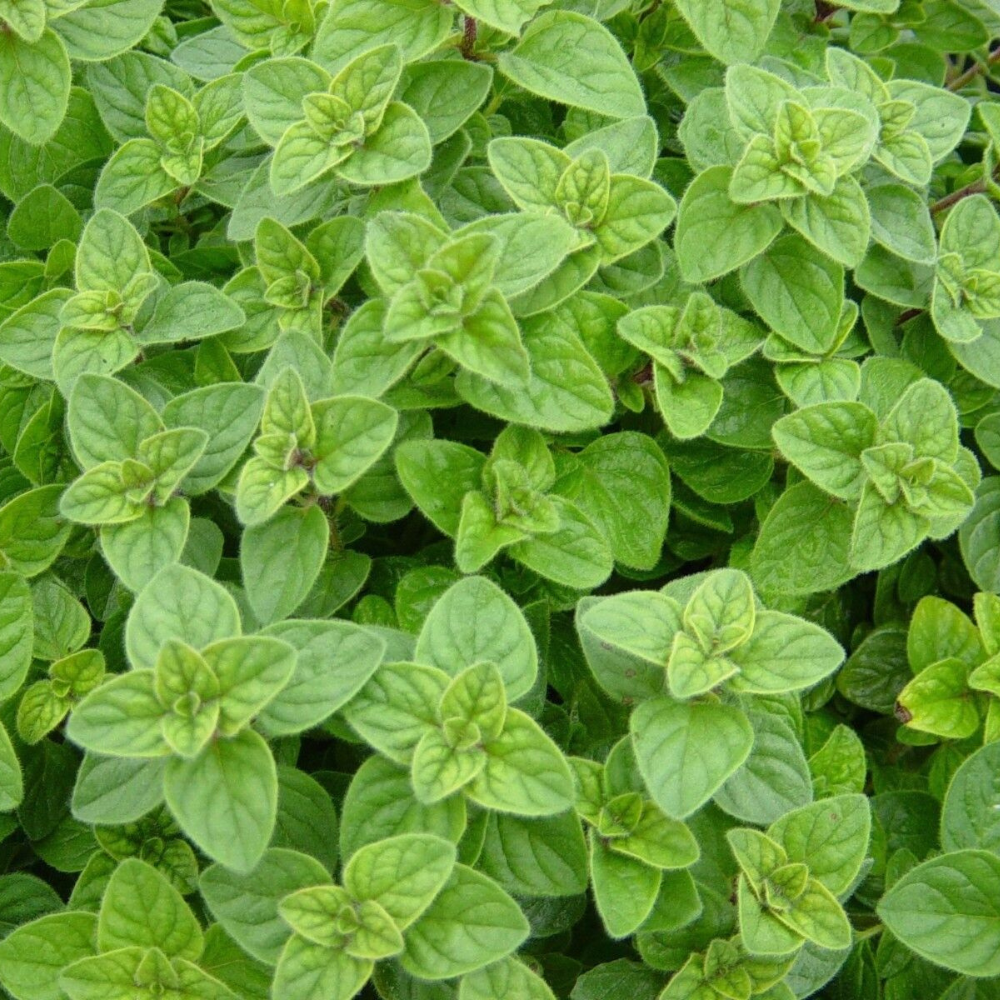 1500 Greek Oregano Winter Marjoram NON-GMO Herb Seeds | www.seedsplantworld.com