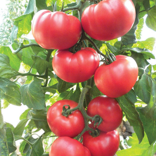 100 Beefsteak Heirloom Tomato NON-GMO Vegetable Seeds | www.seedsplantworld.com