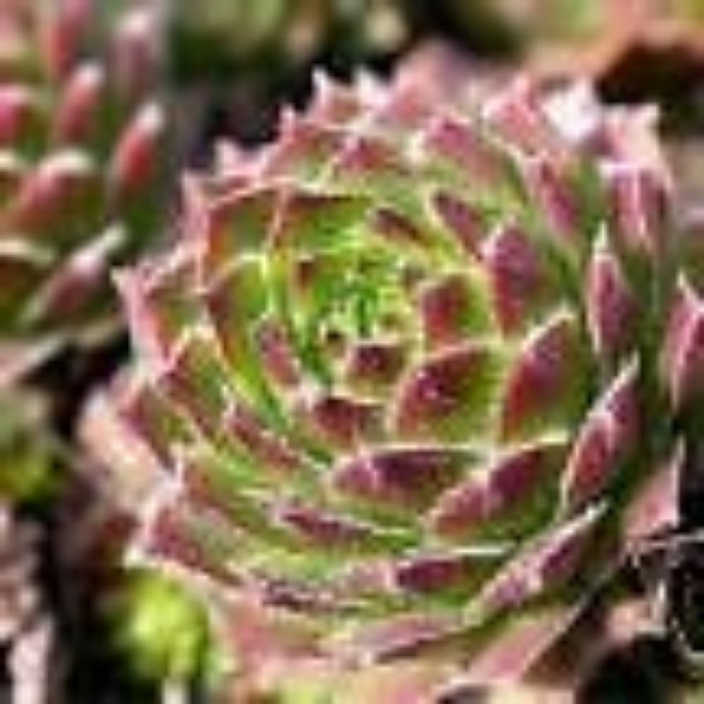 10 Sempervivum Species Mixed Hens & Chicks Hardy Seeds For Planting | www.seedsplantworld.com